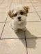 Shih Tzu Puppies for sale in Highland, CA, USA. price: NA
