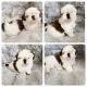 Shih Tzu Puppies for sale in 33880 Washington Loop Rd, Punta Gorda, FL 33982, USA. price: $900