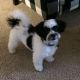 Shih Tzu Puppies for sale in Winston-Salem, NC, USA. price: NA
