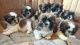 Shih Tzu Puppies for sale in Kentucky St, Redwood City, CA 94061, USA. price: NA