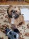 Shih Tzu Puppies for sale in Charlton, NY 12019, USA. price: NA