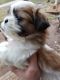 Shih Tzu Puppies for sale in Salisbury, NC, USA. price: $1,000