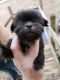 Shih Tzu Puppies for sale in Salisbury, NC, USA. price: $1,300