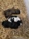 Shih Tzu Puppies for sale in Ste. Genevieve, MO 63670, USA. price: $700