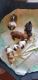 Shih Tzu Puppies for sale in Lapeer, MI 48446, USA. price: $600