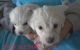 Shih Tzu Puppies for sale in 13028 290th St, Bagley, MN 56621, USA. price: NA