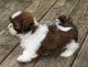 Shih Tzu Puppies for sale in Georgia Ave, Wheaton-Glenmont, MD, USA. price: NA