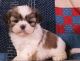 Shih Tzu Puppies for sale in SC-707, Myrtle Beach, SC, USA. price: NA