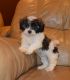 Shih Tzu Puppies for sale in Illinois City, IL 61259, USA. price: NA