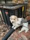 Shih Tzu Puppies for sale in 162 Habitat Cir, Decatur, GA 30034, USA. price: $1,000