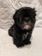 Shih Tzu Puppies for sale in Mineral Point, PA 15942, USA. price: $650