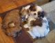 Shih Tzu Puppies for sale in Lapeer, MI 48446, USA. price: $550