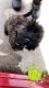 Shih Tzu Puppies for sale in Milwaukee, WI, USA. price: $300