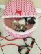 Shih Tzu Puppies for sale in Appleby Ct, Moreno Valley, CA 92553, USA. price: $750