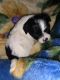 Shih Tzu Puppies for sale in Durham, NC, USA. price: $700