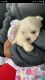 Shih Tzu Puppies for sale in 1010 Dixie Hwy, Chicago Heights, IL 60411, USA. price: NA