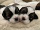 Shih Tzu Puppies for sale in Brookfield, CT 06804, USA. price: NA