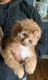 Shih Tzu Puppies for sale in Lacey, WA, USA. price: NA