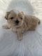 Shih Tzu Puppies for sale in Jackson, MS, USA. price: $700
