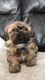 Shih Tzu Puppies for sale in Jackson, MS, USA. price: $700