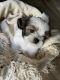 Shih Tzu Puppies for sale in Carson City, NV, USA. price: NA
