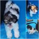 Shih Tzu Puppies for sale in Kissimmee, FL, USA. price: $2,500