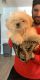 Shih Tzu Puppies for sale in Schaumburg, IL, USA. price: NA
