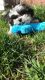 Shih Tzu Puppies for sale in Lakewood, CO, USA. price: NA
