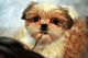 Shih Tzu Puppies for sale in San Diego, CA, USA. price: $400