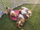 Shih Tzu Puppies for sale in Fresno, CA, USA. price: NA