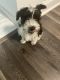 Shih Tzu Puppies for sale in Rego Park, Queens, NY, USA. price: NA