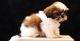 Shih Tzu Puppies for sale in Dayton, OH, USA. price: $600