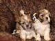 Shih Tzu Puppies for sale in Las Vegas Convention Center, 3150 Paradise Rd, Las Vegas, NV 89109, USA. price: NA