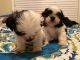 Shih Tzu Puppies for sale in Las Vegas Convention Center, 3150 Paradise Rd, Las Vegas, NV 89109, USA. price: NA