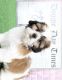 Shih Tzu Puppies for sale in Vienna, VA 22180, USA. price: NA