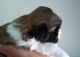Shih Tzu Puppies for sale in Lawrenceville, Lawrence Township, NJ 08648, USA. price: NA