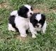 Shih Tzu Puppies for sale in Silverhill, AL 36576, USA. price: NA