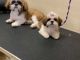 Shih Tzu Puppies for sale in East Orange, NJ 07017, USA. price: NA