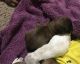 Shih Tzu Puppies for sale in Garland, TX, USA. price: NA