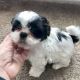 Shih Tzu Puppies for sale in Riverdale, GA, USA. price: $500