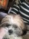 Shih Tzu Puppies for sale in Astoria, Queens, NY, USA. price: NA