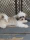 Shih Tzu Puppies for sale in Midway, GA 31320, USA. price: $850