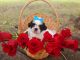 Shih Tzu Puppies for sale in Beeville, TX 78102, USA. price: NA