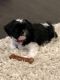Shih Tzu Puppies for sale in Colorado Springs, CO, USA. price: $1,300