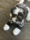 Shih Tzu Puppies for sale in Baltimore, MD, USA. price: $500