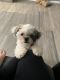 Shih Tzu Puppies for sale in 166-40 89th Ave, Jamaica, NY 11432, USA. price: NA