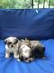 Shih Tzu Puppies for sale in Monroe, NY 10950, USA. price: $800