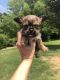 Shih Tzu Puppies for sale in Hiram, GA, USA. price: $975