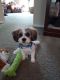 Shih Tzu Puppies for sale in Columbus, OH, USA. price: $1,000