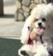 Shih Tzu Puppies for sale in Rialto, CA, USA. price: $300